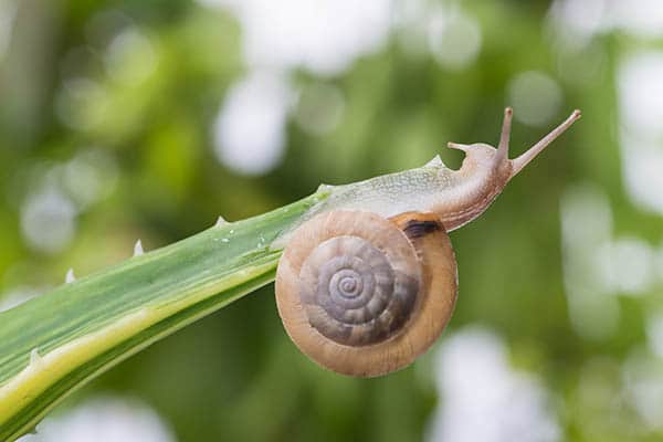 caracol dientes